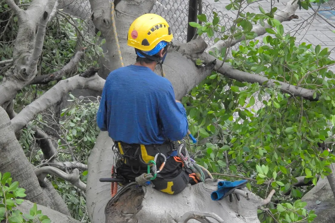 Arborista v přilbě a úvazku pracuje v koruně stromu