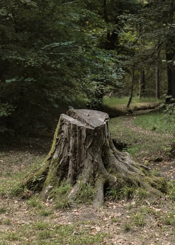 Starý pařez s kořeny v lesním porostu před frézováním